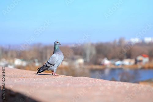 Konstfotografi Pigeon sitting on parapet outdoors