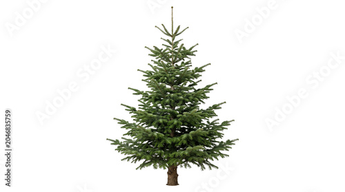 Nordmann fir Christmas tree with lush green needles, fresh evergreen spruce for holiday decoration, natural coniferous pine tree isolated on White Background
