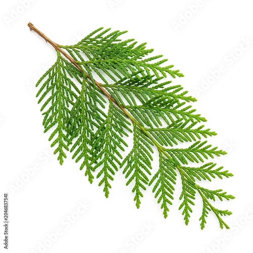 Fresh Green Cedar Pine Branch Isolated on White Background