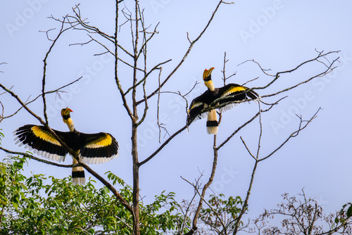 A pair of hornbills perched on a branch in a tropical rainforest.