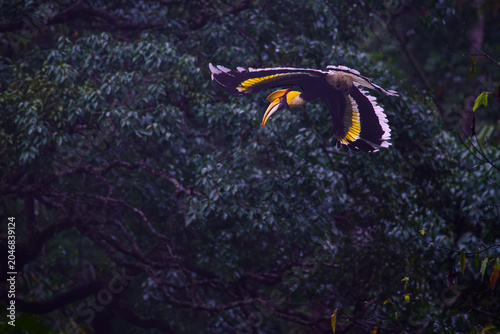 A hornbill soars through the tropical rainforest.
