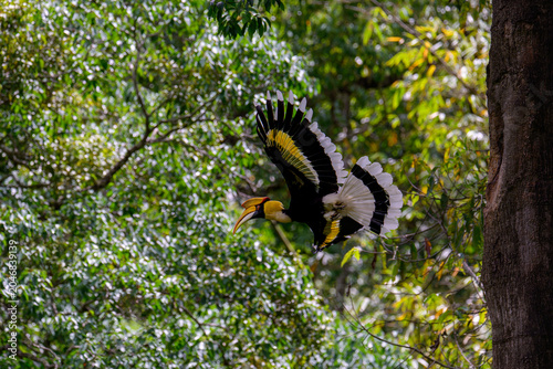 A hornbill soars through the tropical rainforest.