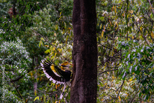 A hornbill is feeding its chicks in a hollow in a large tree.