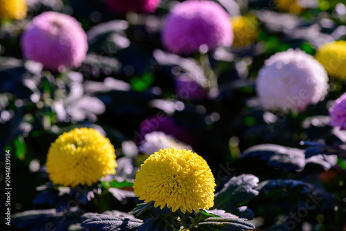 Pompon Dahlias flowers in the garden, beautiful pompon flower.