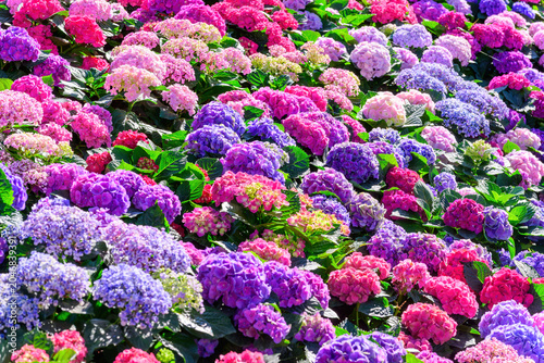 Beautiful Blooming Hydrangeas in the garden.