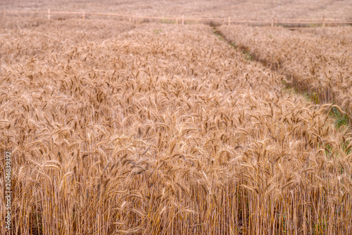 Wheat in the field is growing and ripe ready for harvest