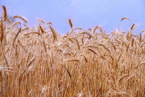 Wheat in the field is growing and ripe ready for harvest