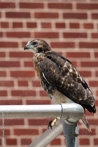 A young red-tailed hawk shortly after leaving the nest.