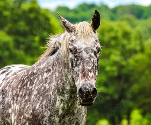 portrait of a horse