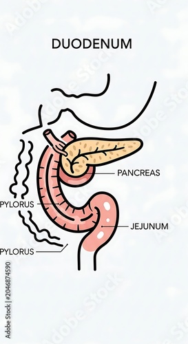 Human digestive system diagram highlighting duodenum and pancreas.