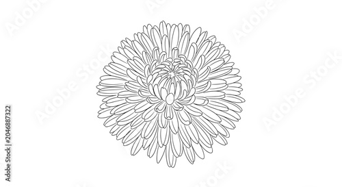 Detailed outline drawing of a chrysanthemum flower 1.