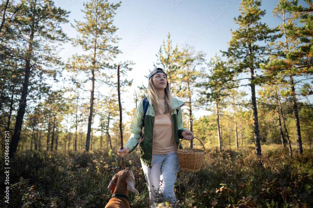 Fototapeta premium Active positive woman backpacker making way through swampy pine forest accompanied by Vizsla dog, female forager with stick and basket walking around in woodlands with pet searching for mushrooms