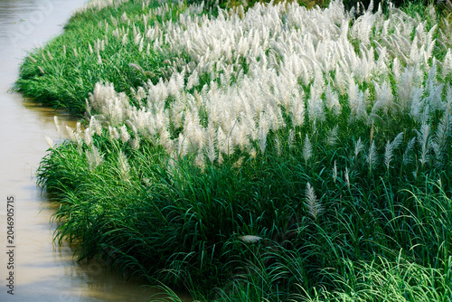 Tall ornamental grass plants with feathery plumes along water edge in park