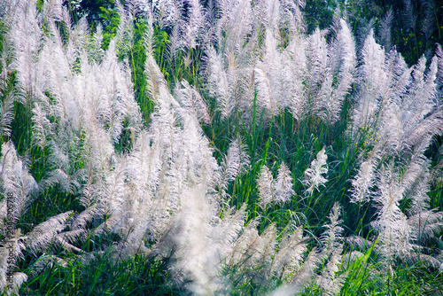 Flourishing White Feather Reed Grass with Green Leaves and Dense Foliage