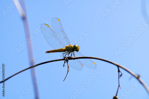 Close-up of a dragonfly perched on a thin branch against clear blue sky