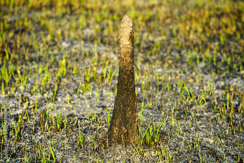 Surviving Tree Stumps and New Growth in a Forest Clearing During Spring
