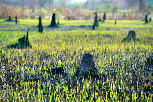 Surviving Tree Stumps and New Growth in a Forest Clearing During Spring