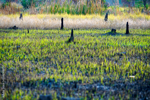 Surviving Tree Stumps and New Growth in a Forest Clearing During Spring