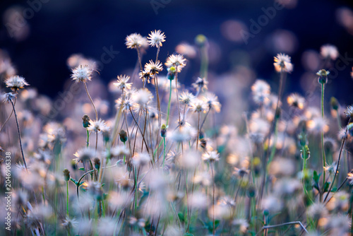 Close-up of Wild Dandelion Flowers Blooming in a Natural Meadow