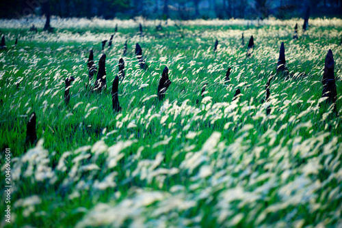 Surviving Tree Stumps and New Growth in a Forest Clearing During Spring