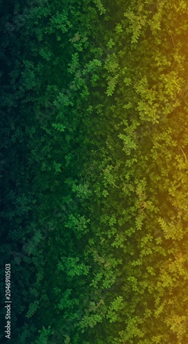 Dark Green Olive Textured Organic Foliage Abstract Background