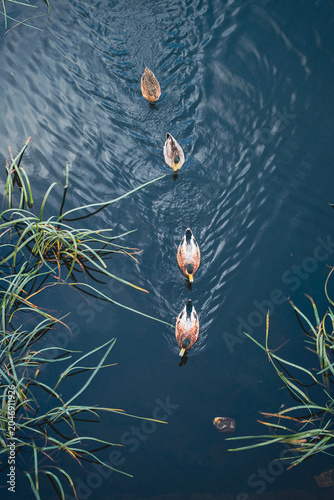 Ducks in a row