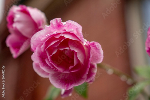 pink rose edited