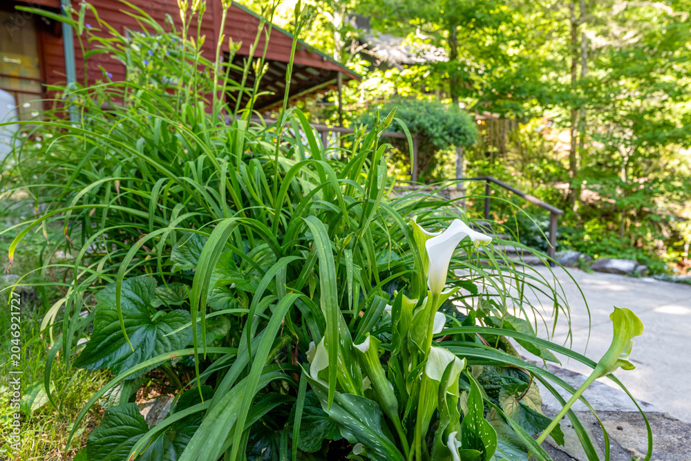 Obraz premium waterfall backyard
