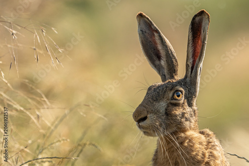 rabbit in the grass