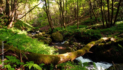 Mossy Stream in Green Forest.
