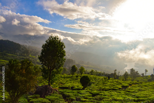 Tall tree silhouette overlooking a mist filled valley and winding reservoir in the highlands of Munnar