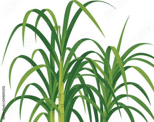 Bild auf Leinwand Sugarcane Plant Illustration, Agricultural Crop Vector Artwork