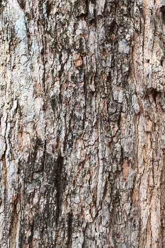 close up of tree bark texture for background