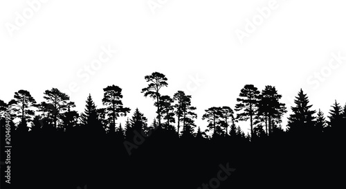 Forest landscape with tall pine trees silhouette on white background, natural scenery with dense foliage and tall trunks