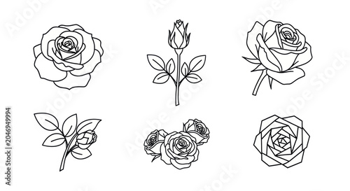 Photography A beautiful line drawing depicts several roses and a rosebud in various stages of bloom