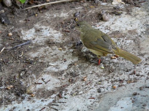 Streak-eared Bulbul (Pycnonotus blanfordi) on concrete floor, Green and brown color feathers on small bird