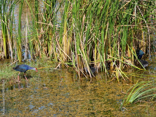 Parent and chick of Purple Swamphen ( Porphyrio porphyrio ) walking on grass and water in wetland, The blue waterbird has colorful beaks and red long legs in lake, Thailand