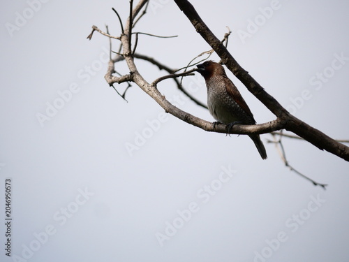 Scaly-breasted munia or spotted munia ( Lonchura punctulata ) on dry tree branch with natural gray background, Black and white markings on a small brown bird found in Thailand