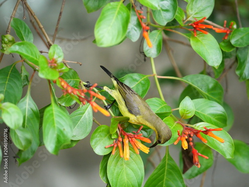 Garden or Olive-backed or Yellow-bellied sunbird  seeking nectar on Scarlet bush or Firebush or Redhead blossom, Orange color flower on tree, Yellow and brown feathers on small bird