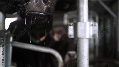 Close-Up of Dairy Cow Face Inside Barn