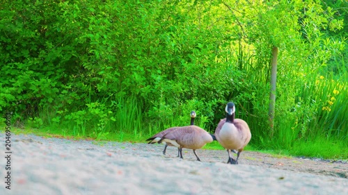 Wild Canada goose flapping wings on sandy riverbank