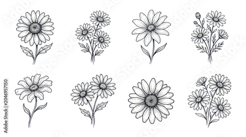 Tableau sur toile Hand Drawn Daisy Flower Illustrations Set - Sketchy Botanical Art