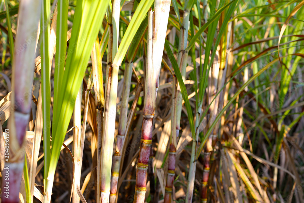 Obraz premium Sugarcane stalks growing in the field.