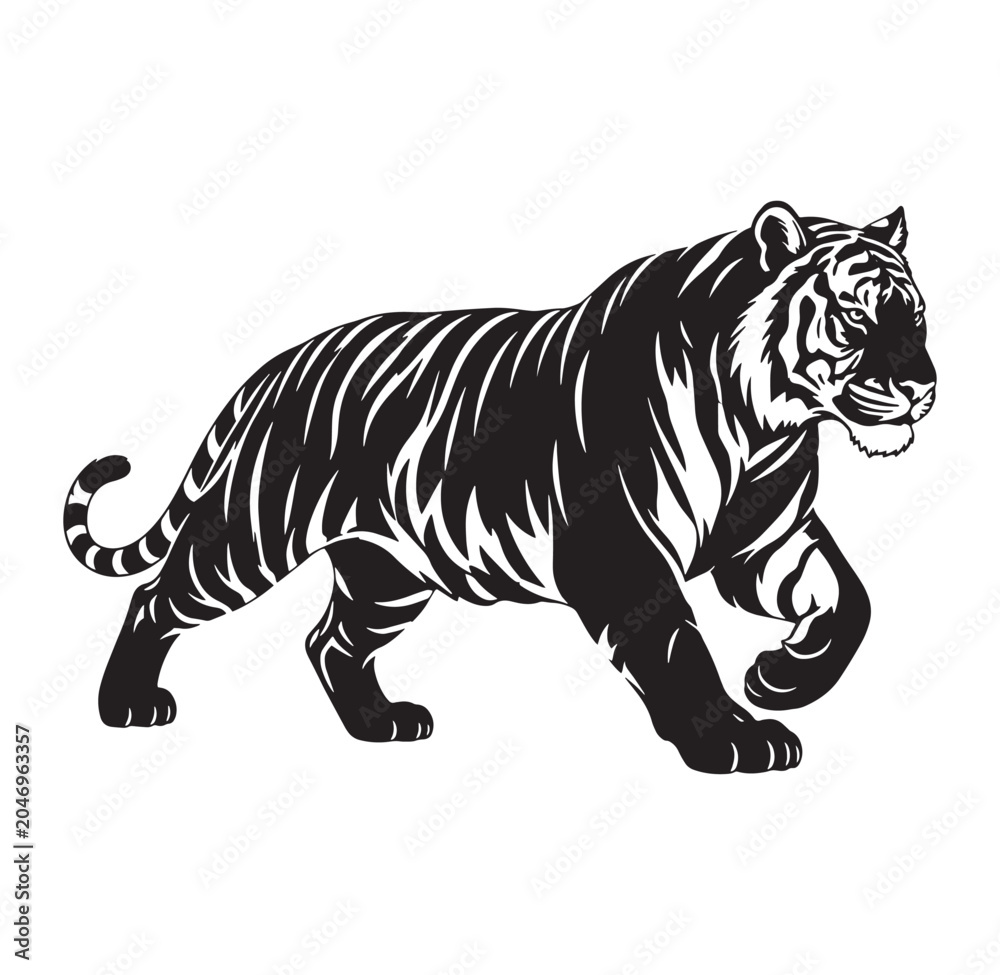 Fototapeta premium black and white tiger walking with tail curled up and eyes looking forward tiger
