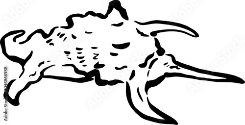 Spider Conch Shell Lambis Truncata Illustration Hand Drawn Coastal Wedding Accent