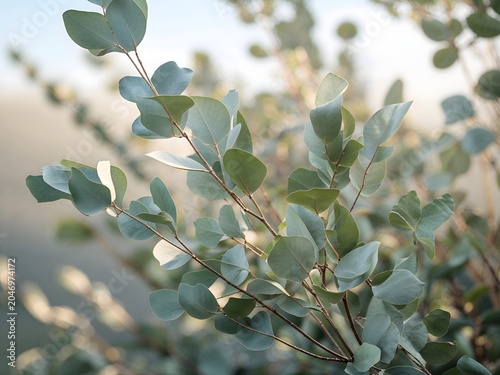 Soft Focus Eucalyptus Leaves on a Misty Morning