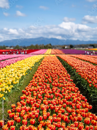 Rainbow Rows of Spring Tulips in Skagit Valley with Mountain Backdrop