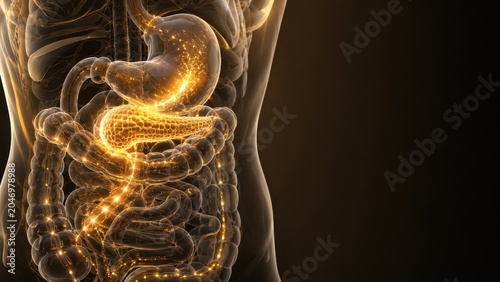Human Anatomy Featuring GLP-1 Mechanism in Pancreas for Healthcare Education