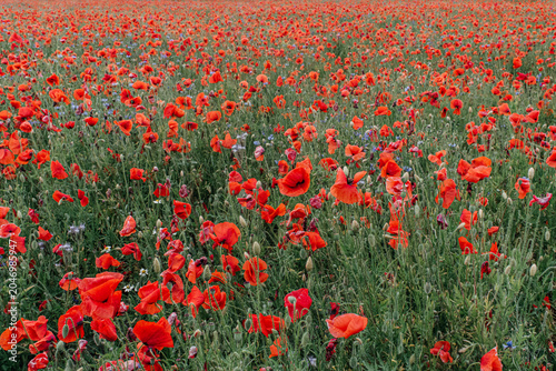 фотографія A breathtaking scenic view of a vast meadow filled with countless blooming red poppy flowers and green grass, capturing the beauty of nature in full bloom