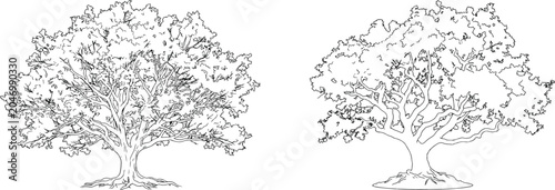Two leafy green trees isolated on white background art.
